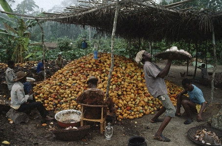 ¿No tendremos chocolate en el futuro?