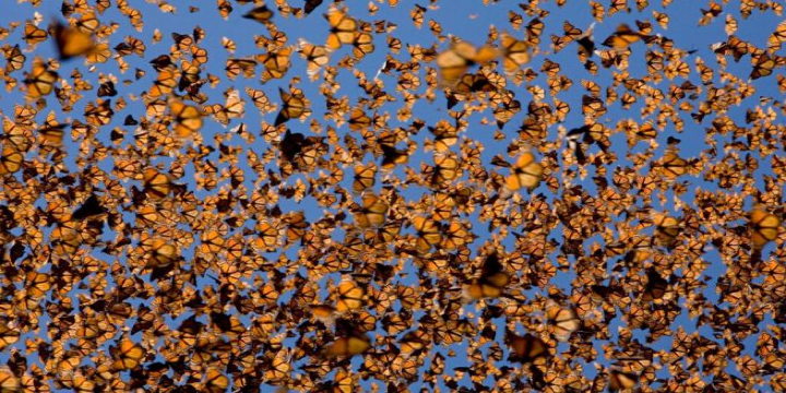 La pérdida de la mariposa monarca en México