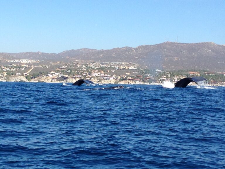 Un viaje memorable a Los Cabos