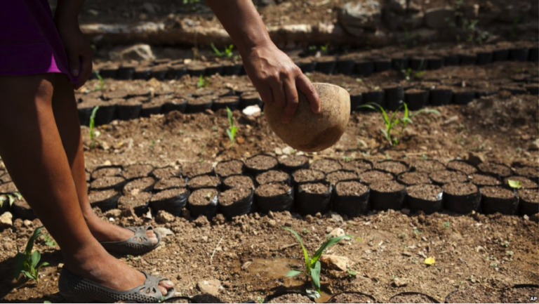 La agricultura centroamericana