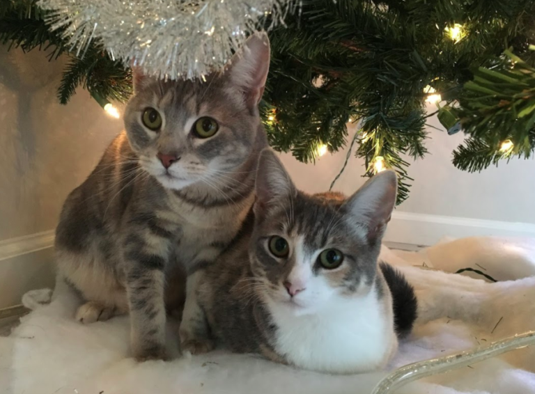 Poema original por Judy Pan