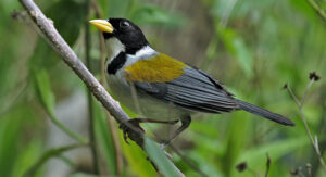 Un cerquero alidorado. Tome cuenta de su pico amarillo. 