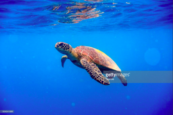 La transformación del Cabo Pulmo