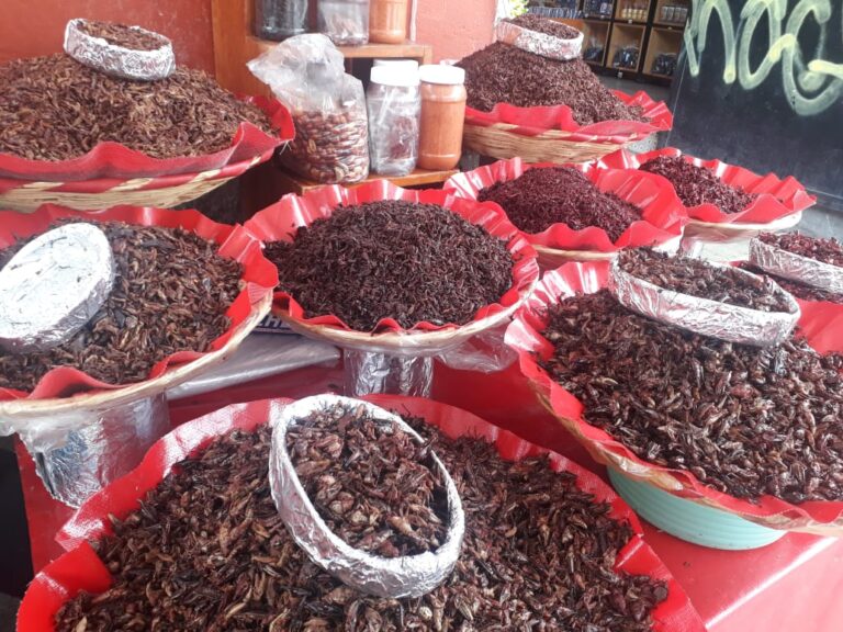 El consumo de insectos en la cocina mexicana