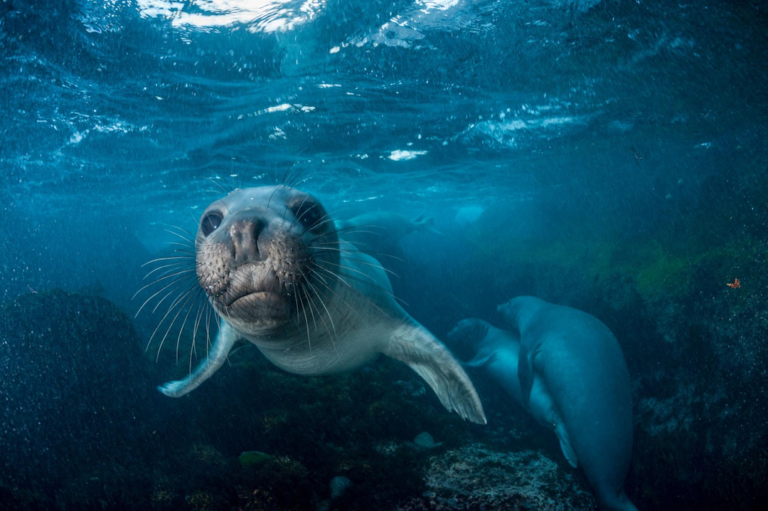 La conservación del mar en Baja California