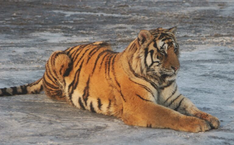 El Zoológico y Parque “Hacienda Nápoles,” La Antigua Casa de Pablo Escobar
