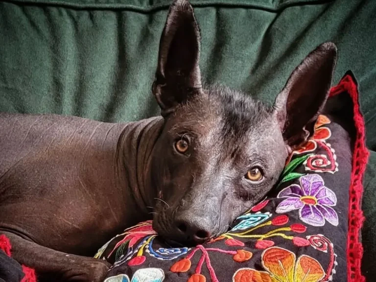 Los perros Xoloitzcuintles